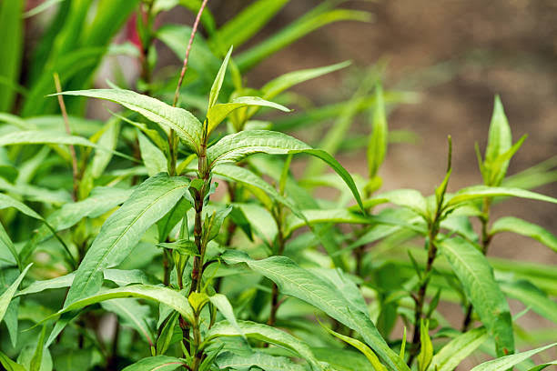Vietnamese Coriander (Singpho Mosola): A Flavorful Herb with Incredible Benefits