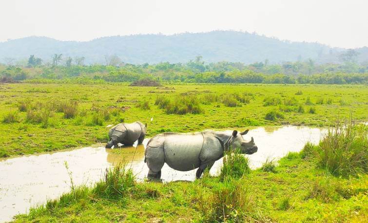 Exploring Assam: A Journey Through Tradition, Taste, and Scenic Beauty