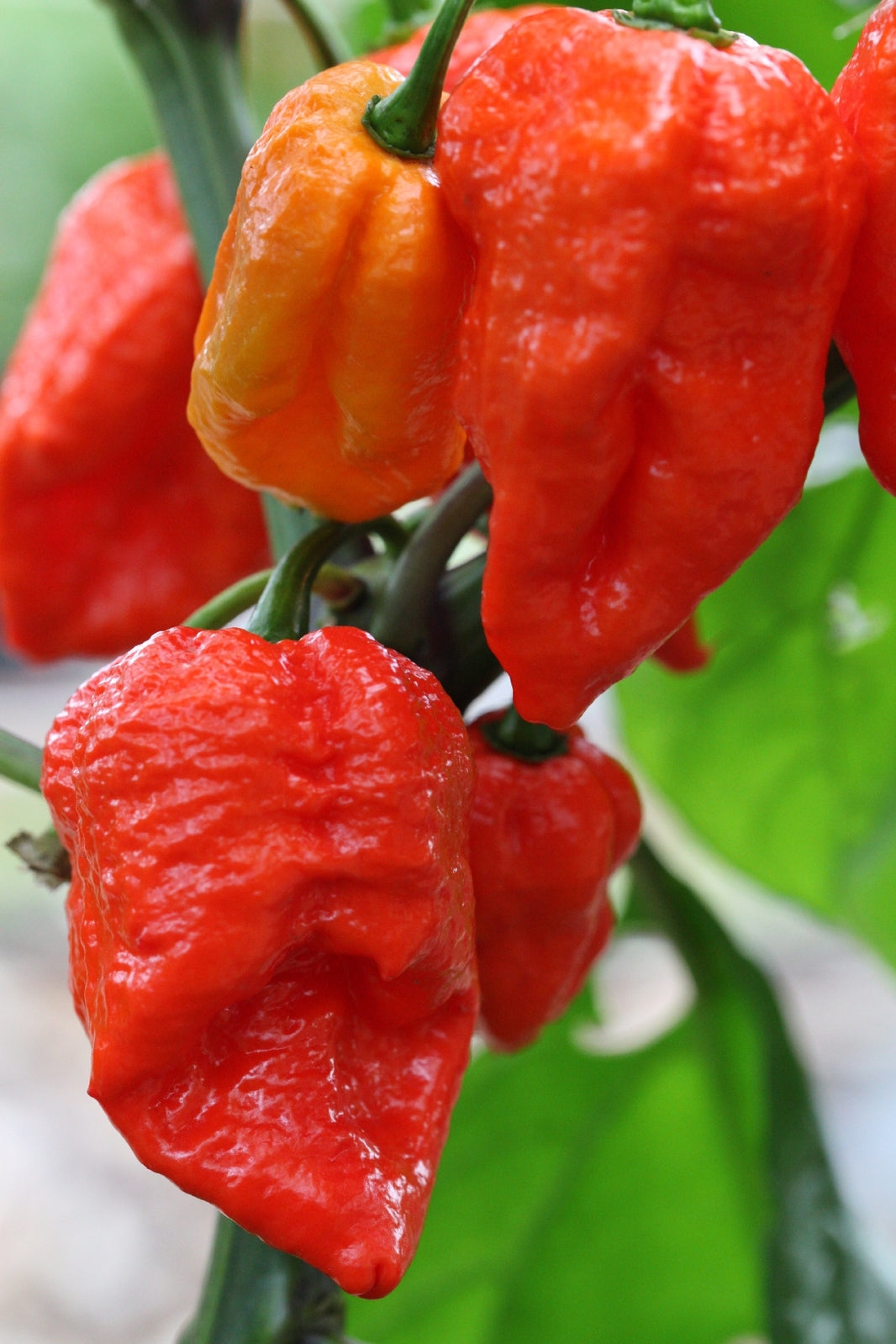 Organic Bhoot Jolokia / Ghost Chilly (150gms) (slight sun dried)