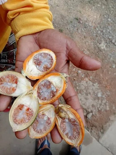 Premium Quality Tamul (Assam Beetle Nut) 10pcs.