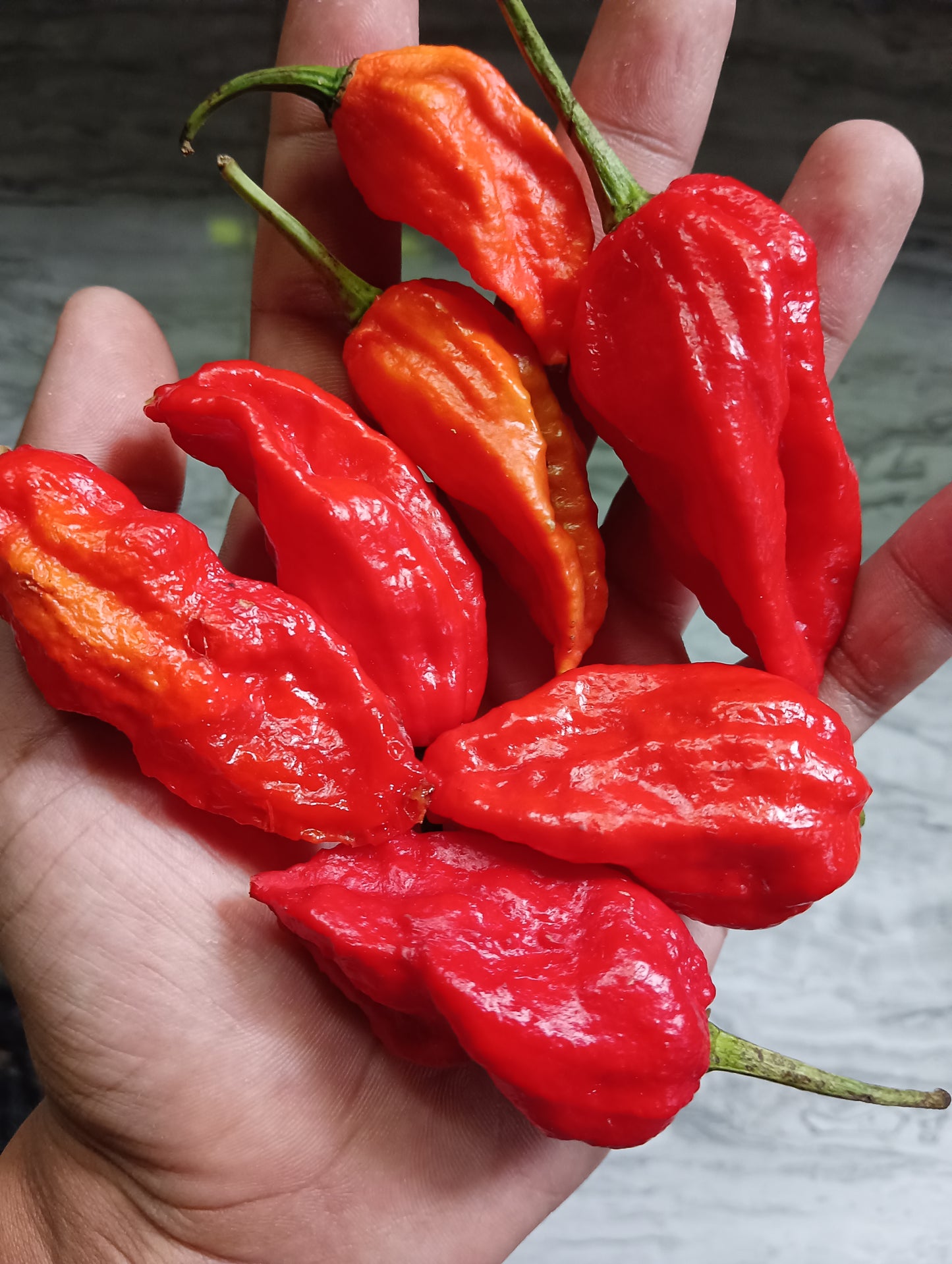 Organic Bhoot Jolokia / Ghost Chilly (150gms) (slight sun dried)